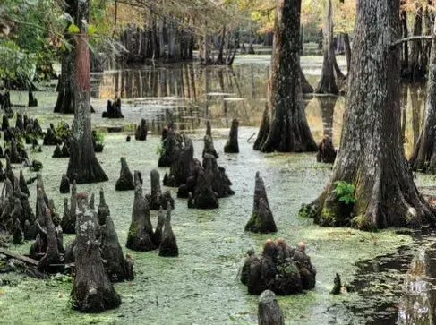 #11 - Bayou Corne, Louisiana: The Swamp That Swallowed a Neighborhood (Image Credits: Pexels)