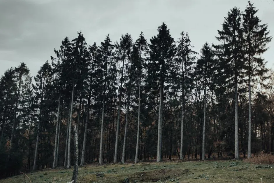 Conifer Forests Towered Where Modern Flowering Trees Rule (Image Credits: Pexels)