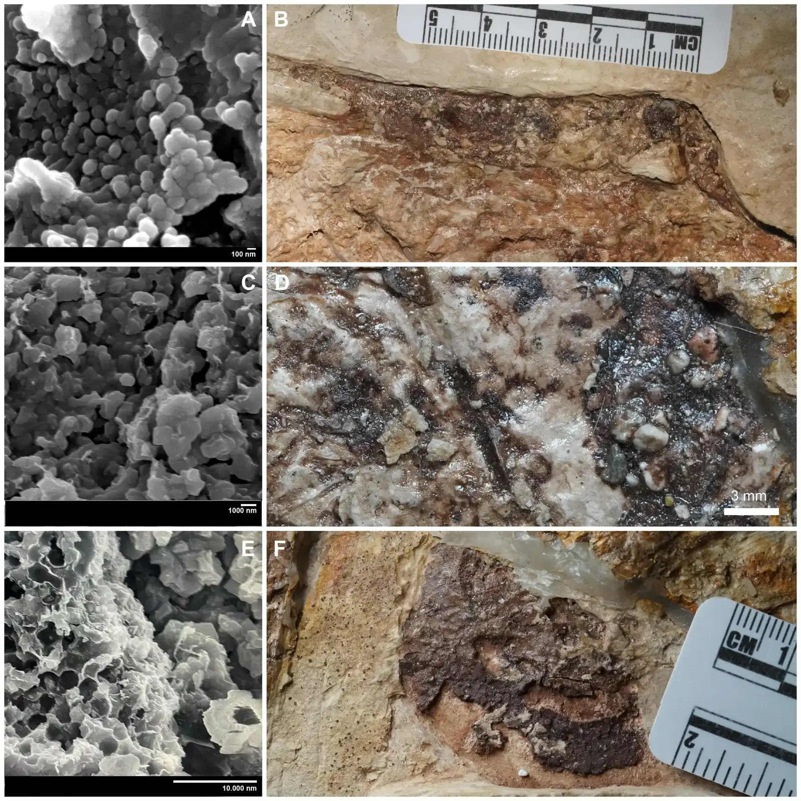 The Microscopic Key That Unlocked Everything: Melanosomes (Image Credits: Wikimedia)