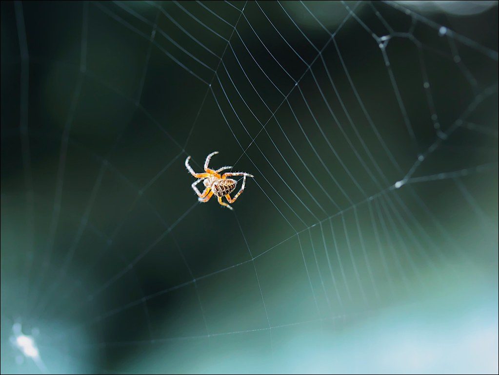 Harness Creative Power Like the Spider (Image Credits: Flickr)