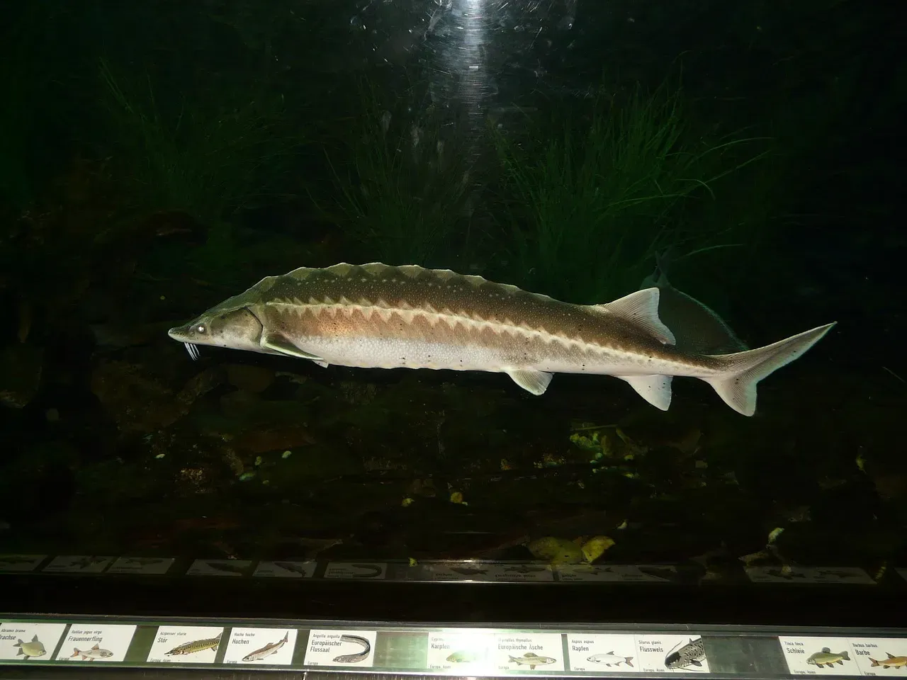 4. Sturgeons and Their Armored Fish Forebears (Image Credits: Pixabay)