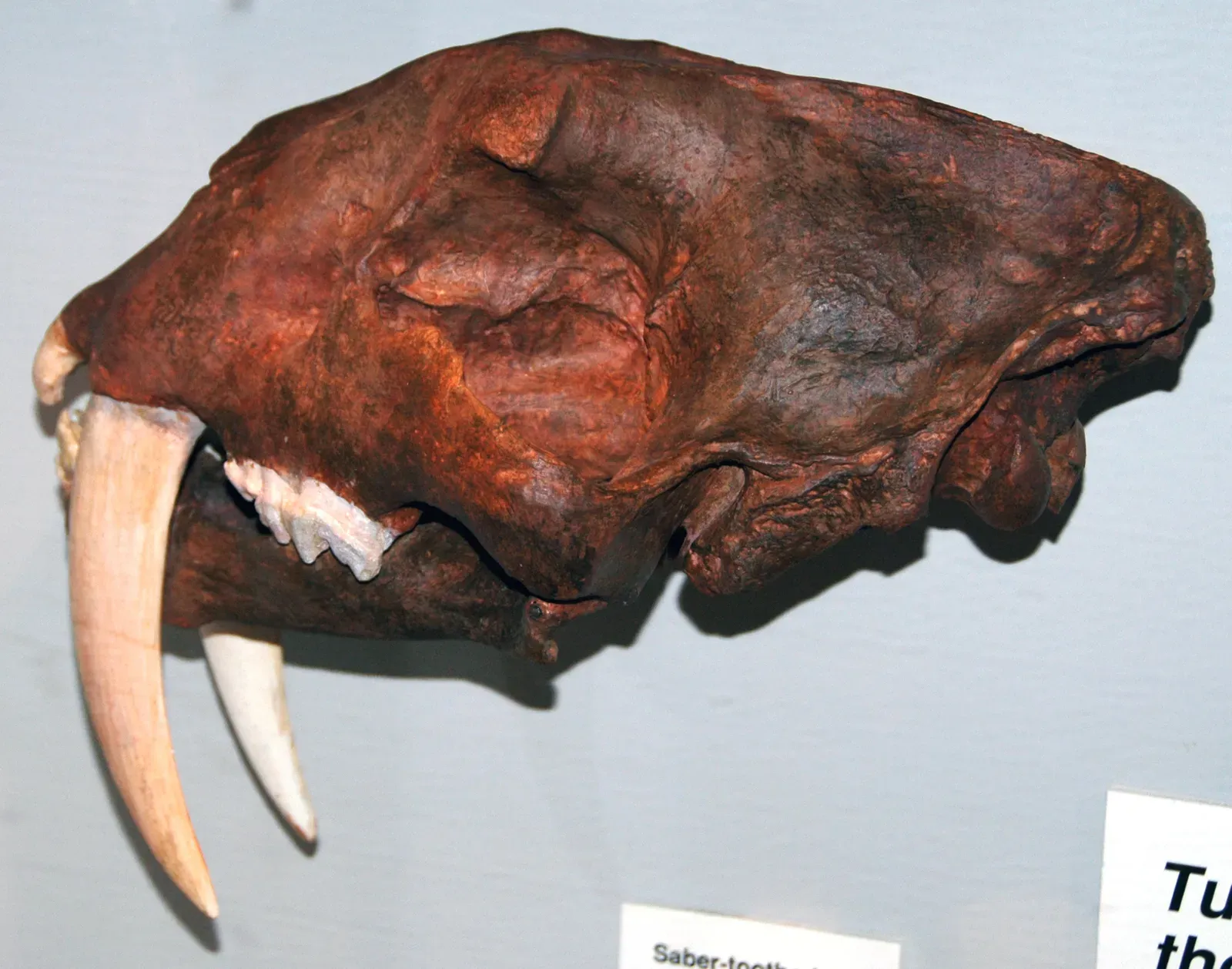 #7 - The Teeth Were an Engineering Masterpiece (Smilodon fatalis saber-toothed tiger (Upper Pleistocene; California, USA) 6, CC BY 2.0)