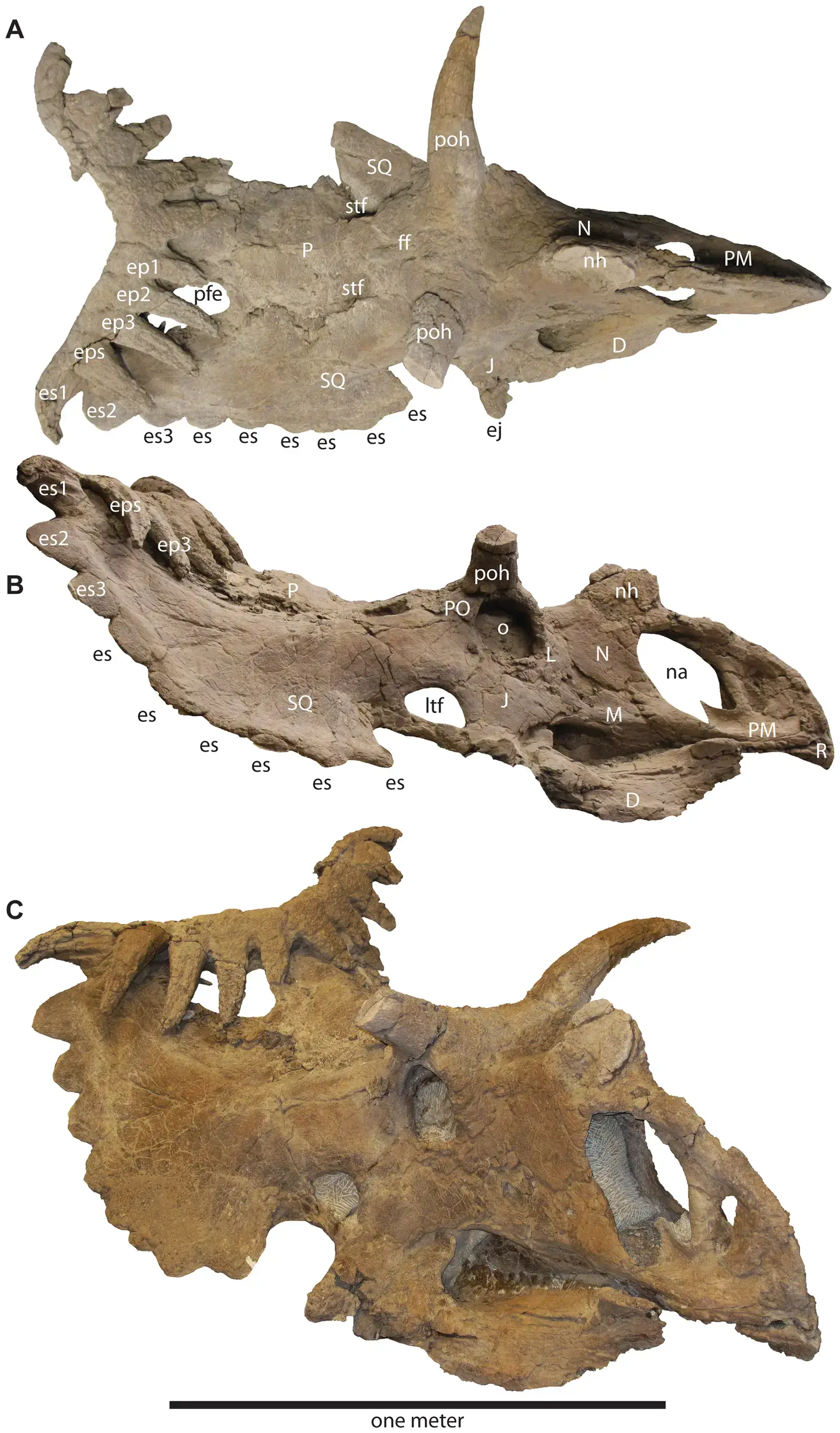 Why Would Evolution Create Such An Over-Decorated Dinosaur? (Sampson SD, Loewen MA, Farke AA, Roberts EM, Forster CA, et al. (2010) New Horned Dinosaurs from Utah Provide Evidence for Intracontinental Dinosaur Endemism. PLoS ONE 5(9): e12292. doi:10.1371/journal.pone.0012292.g005, CC BY 2.5)