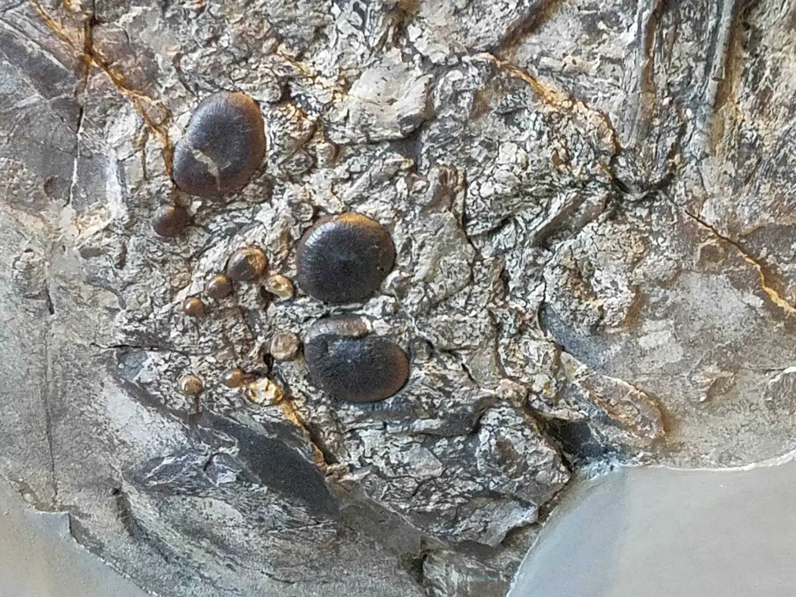 8. The Crushing Teeth of Placodonts - Prehistoric Nutcrackers of the Sea (Image Credits: Wikimedia)