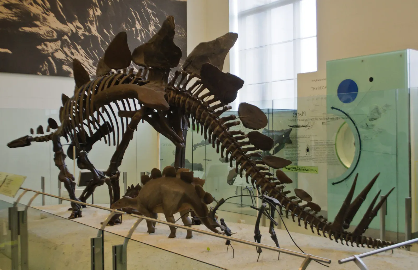 #2 - Baby Stegosaurus Fossils Are Almost Never Found, and That's a Huge Problem for Science (Stegosaurus, American Museum of Natural History, CC BY-SA 2.0)