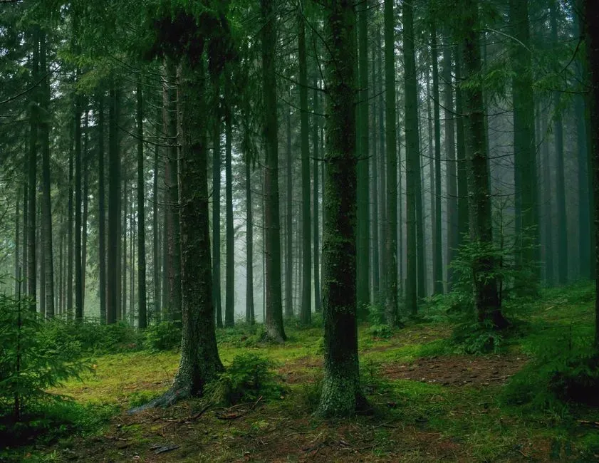 Why Jungle and Forest Sounds Feel Comforting, Not Scary (Image Credits: Pexels)