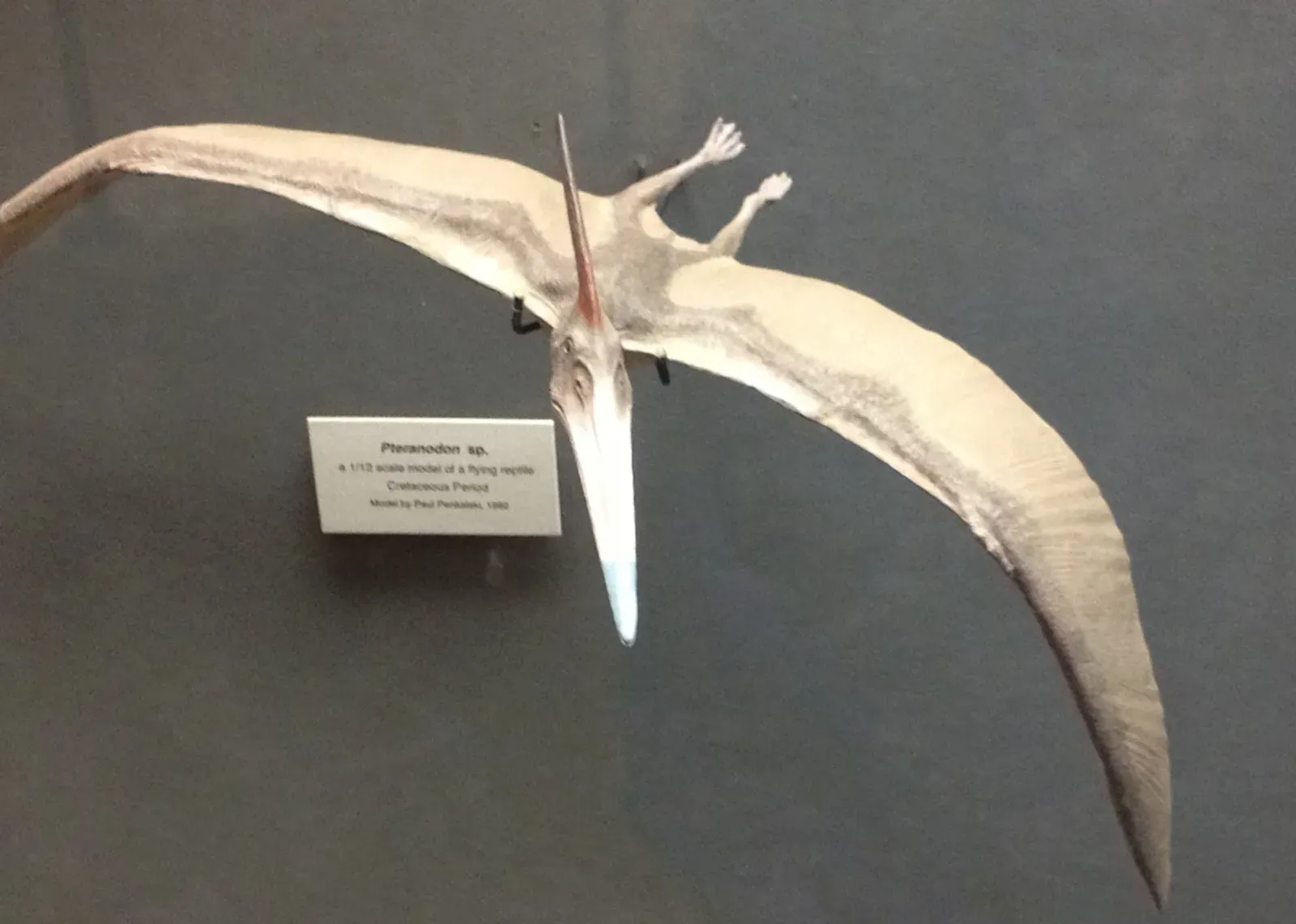 Pteranodon: The Ocean Soarer (Image Credits: Wikimedia)