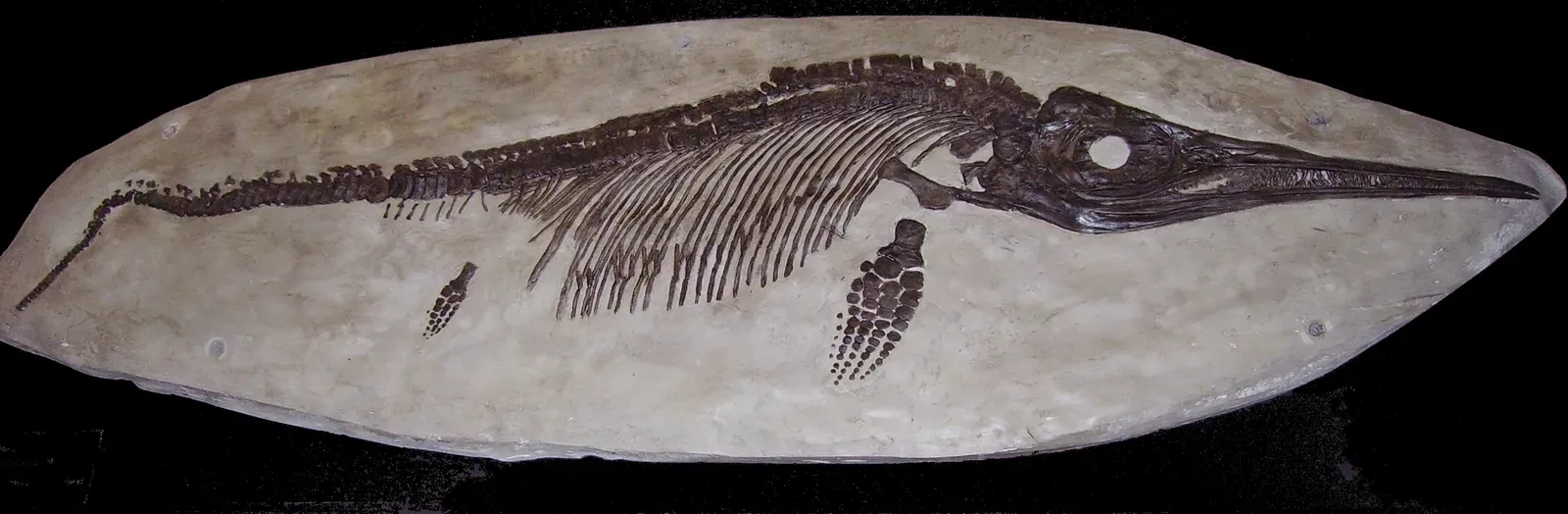 Convergent Giants: Reptiles, Whales, and the Power of the Ocean (Transferred from en.wikipedia to Commons by FunkMonk using CommonsHelper., CC BY-SA 3.0)