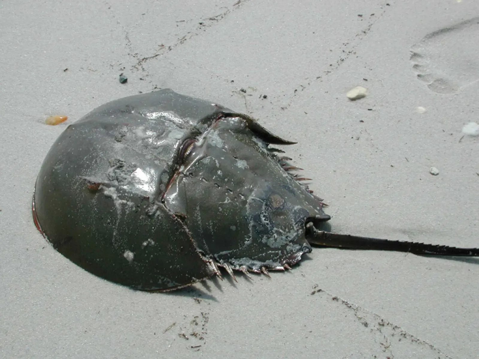 The Crab Shape Obsession: Why So Many Creatures “Decide” to Become Crabs (By Pos Robert, U.S. Fish and Wildlife Service, Public domain)
