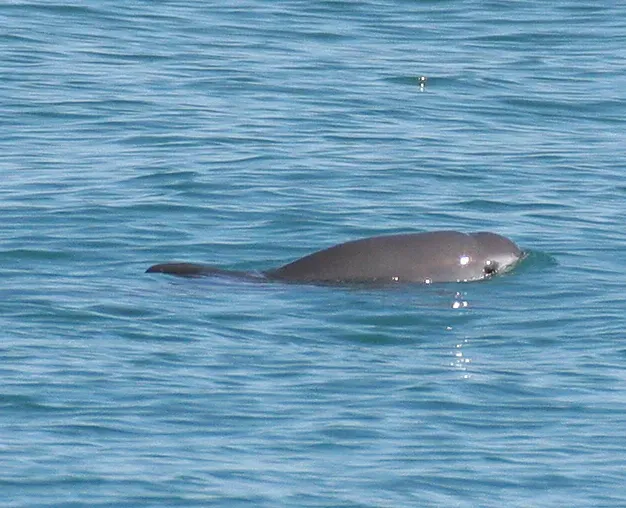 Vaquita: The Ghost of the Gulf (Image Credits: Wikimedia)