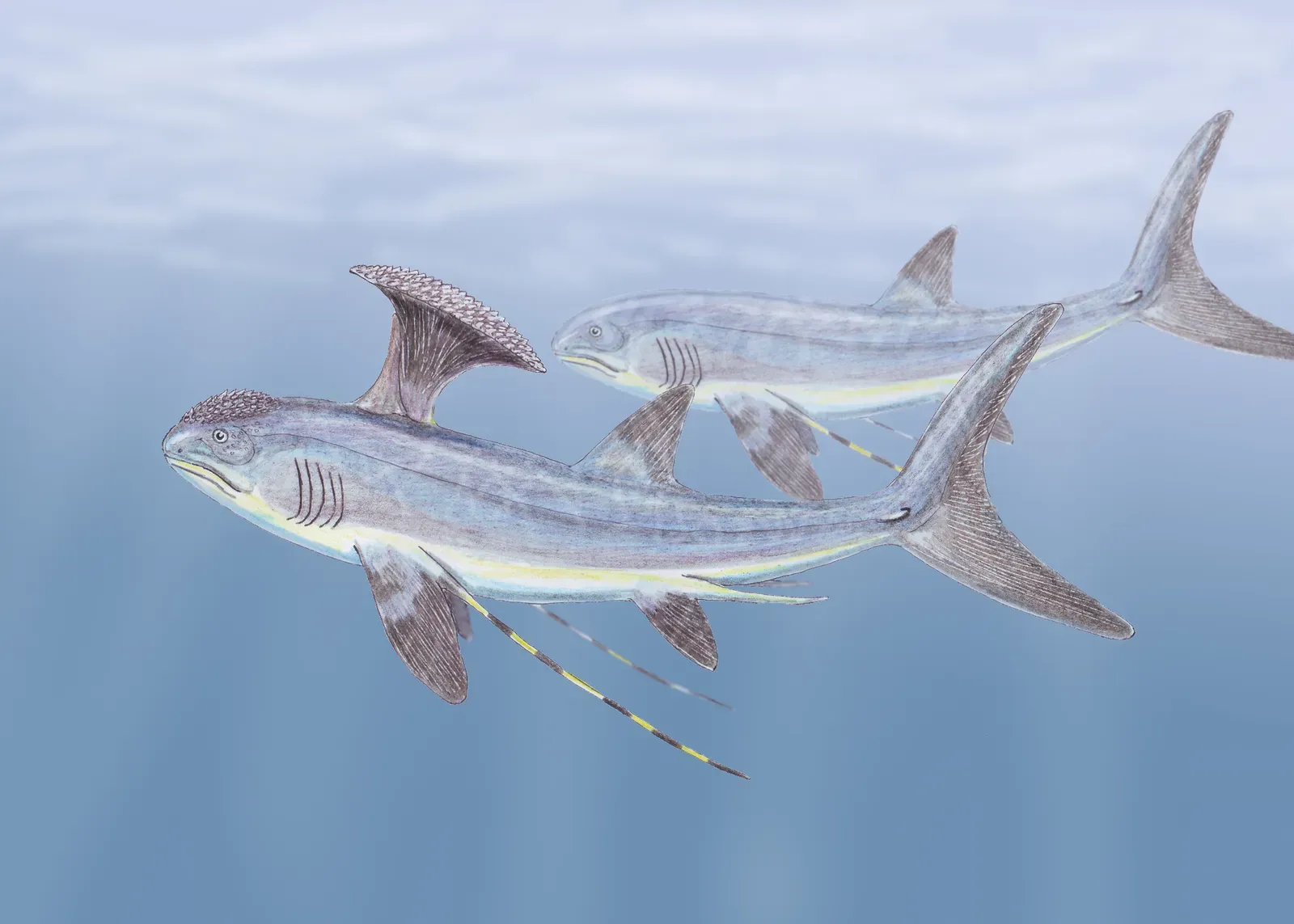 Stethacanthus: The Shark With a Floating Anvil on Its Back (dmitrchel@mail.ru, CC BY-SA 3.0)