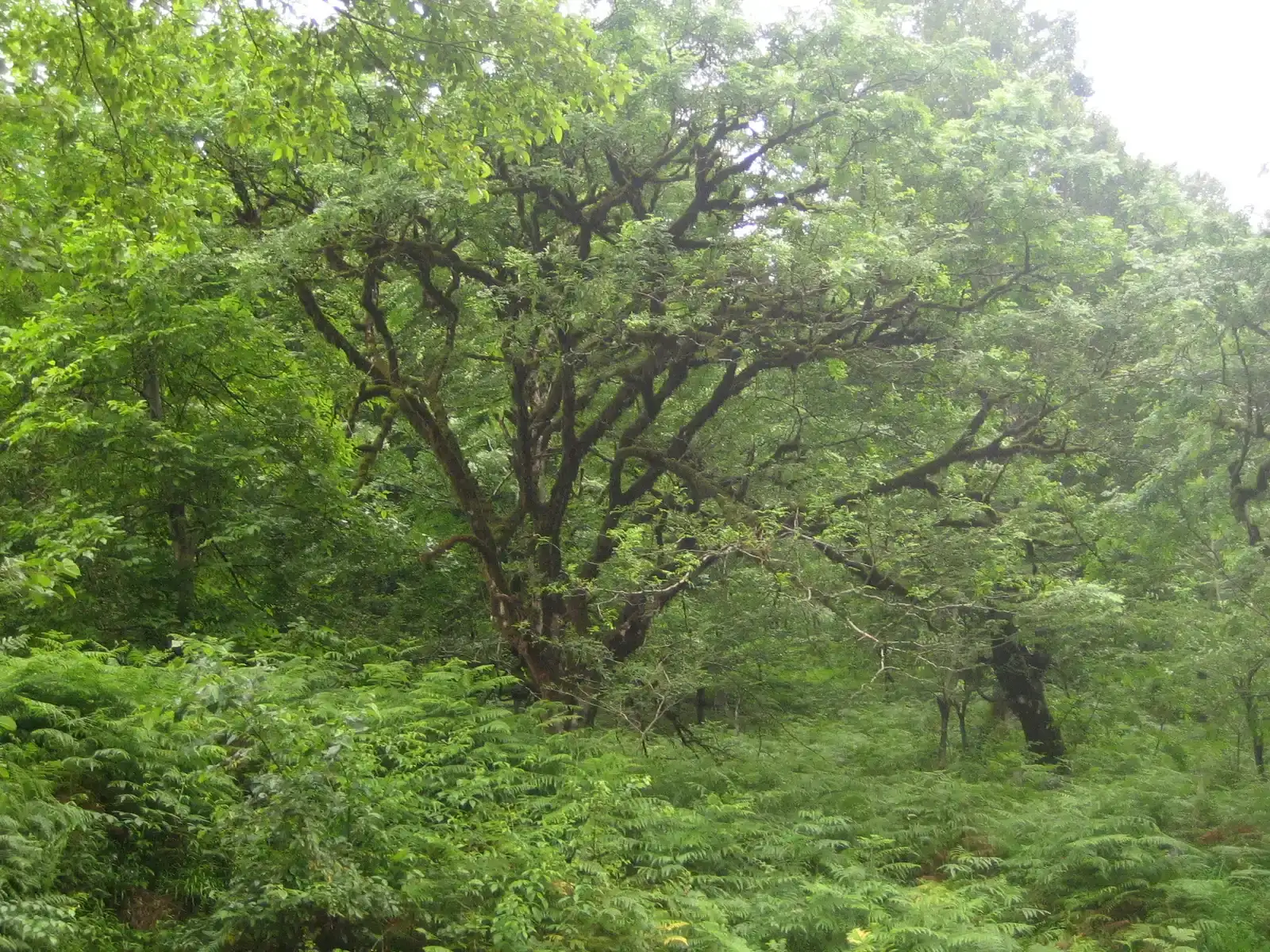 A rainforest at the bottom of the world (Transferred from en.wikipedia to Commons., Public domain)