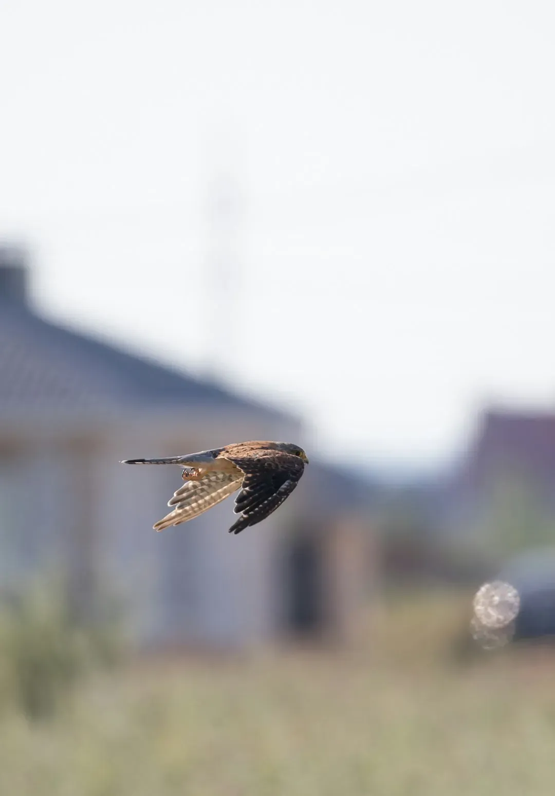 Strategic Hunters, Not Just Fast Ones (Image Credits: Unsplash)