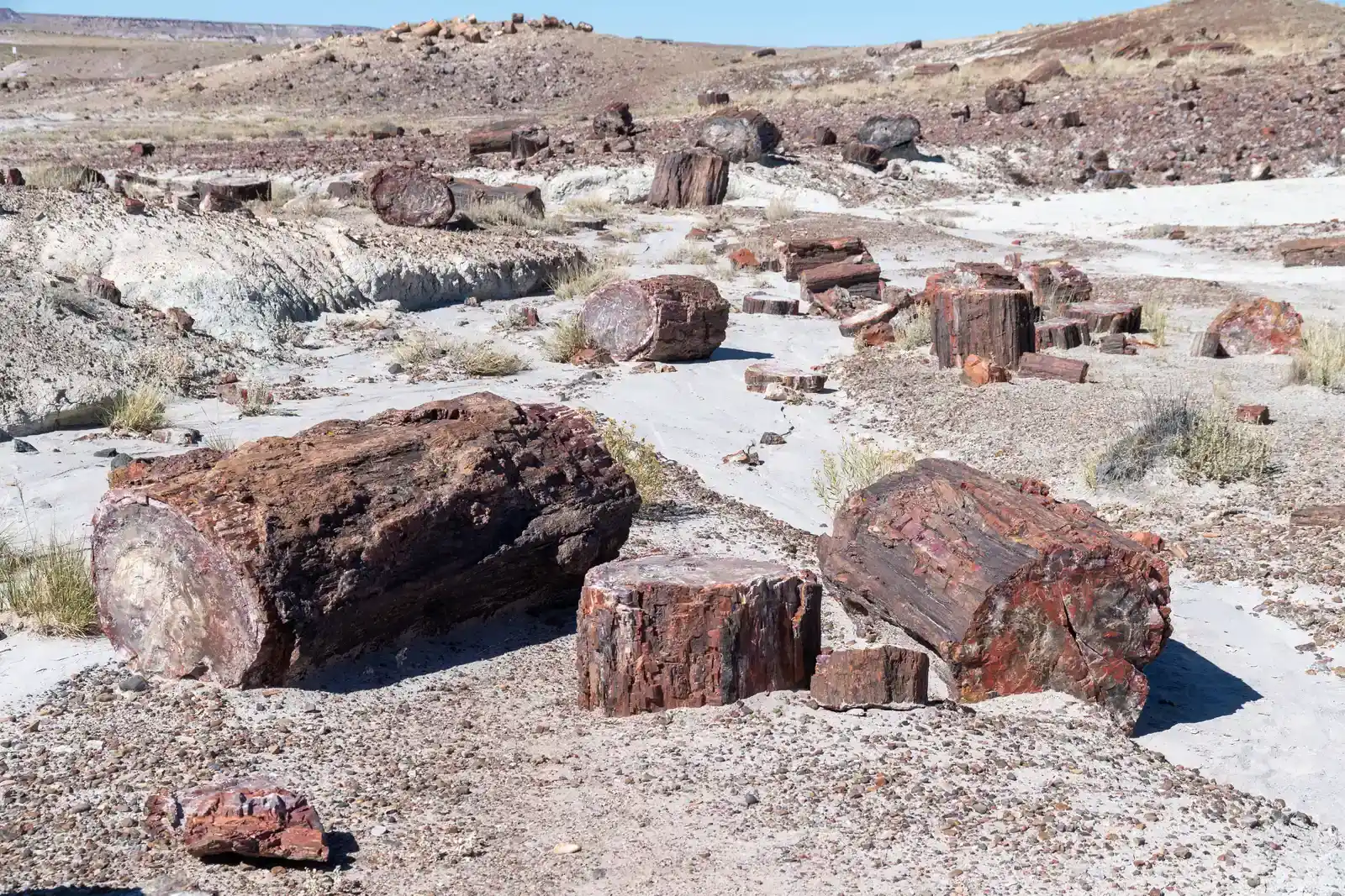 3. The Petrified Forest of Arizona: Ancient Trees Turned to Stone (By Eric Kilby, CC BY-SA 2.0)