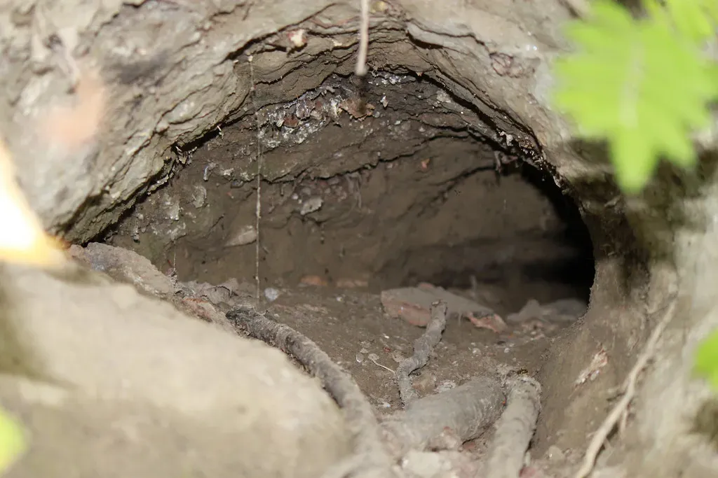 Burrows and Borings: Secrets Hidden Underground (Frantic1892, Flickr, CC BY-SA 2.0)