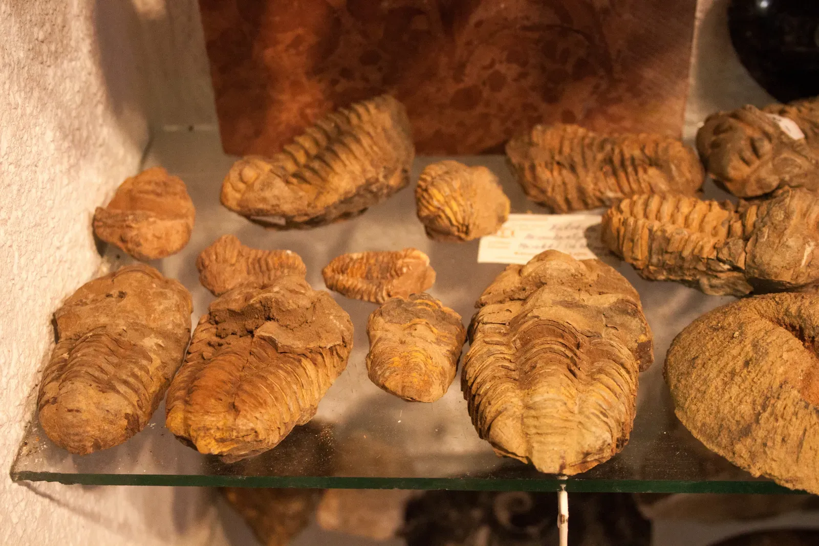 #6 – The Cambrian Explosion Filled the Oceans With Modern Body Plans (Mineral Museum of Siófok, Public domain)
