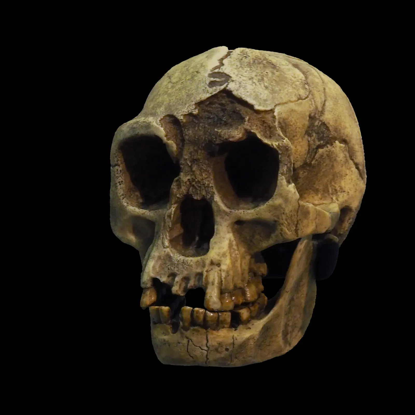 The Tiny Hominin From Flores: “Hobbits” of the Ice Age (By Rama, CC BY-SA 3.0 fr)