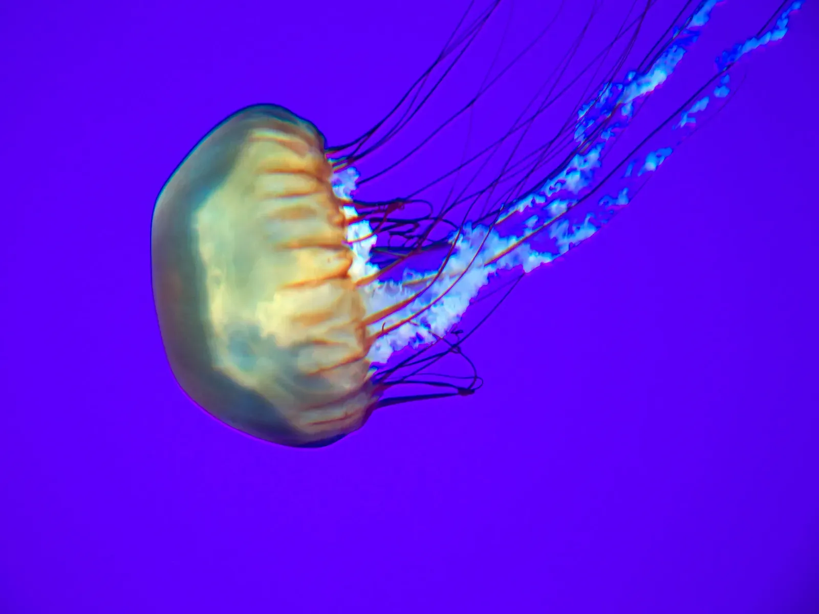 Ancient Nerve Nets: Did Jellyfish Feel Anything? (ONTARIO-1160468 - Jelly Fish, CC BY-SA 2.0)