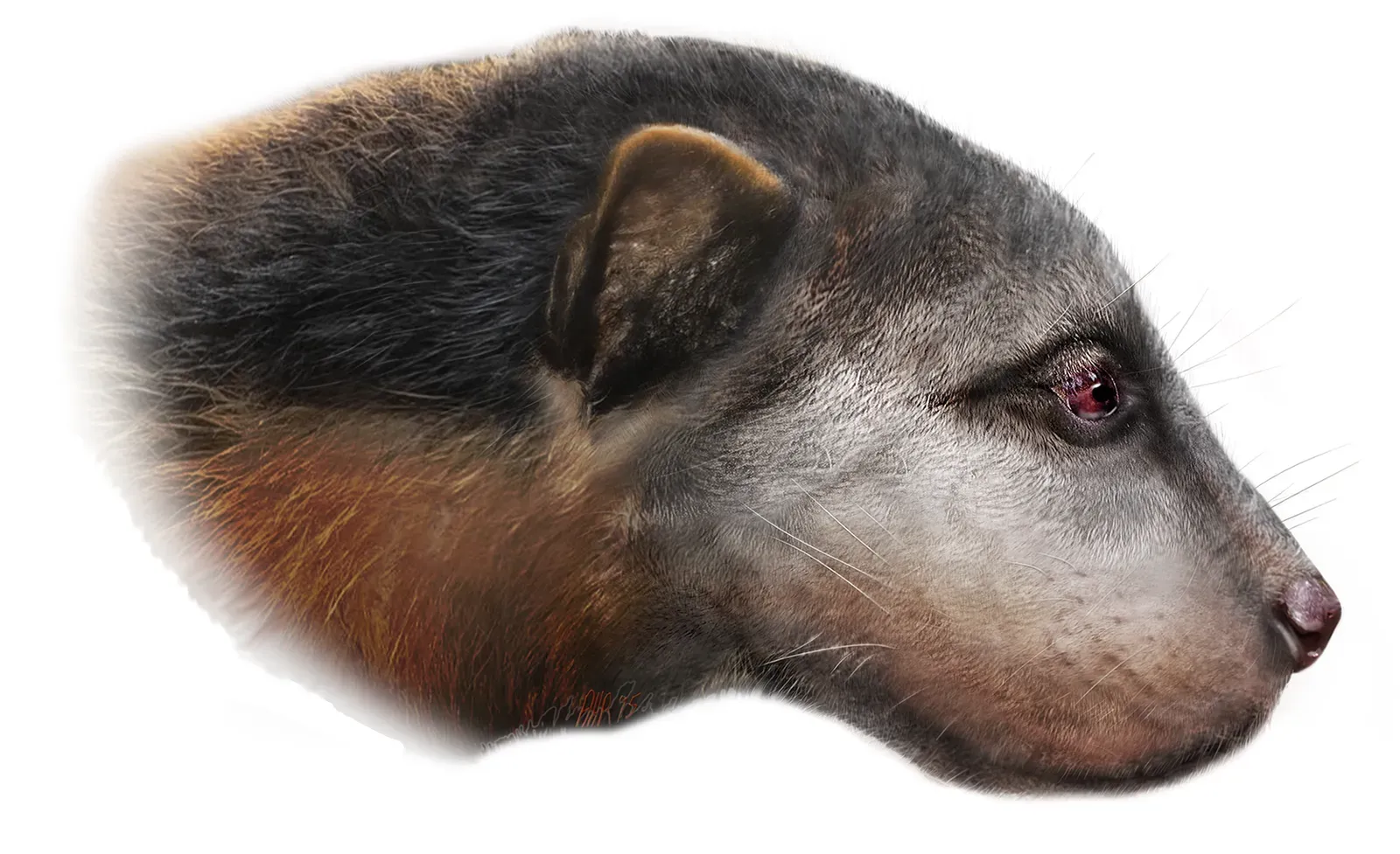 8. Giant Prehistoric Mustelids Were the Size of Jaguars (Image Credits: Wikimedia)