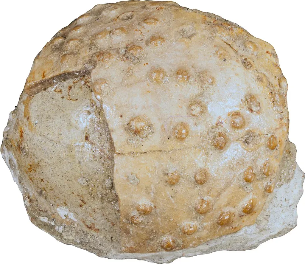 Reading the Shell: What Egg Structure Tells You About Prehistoric Parenting (Image Credits: Flickr)