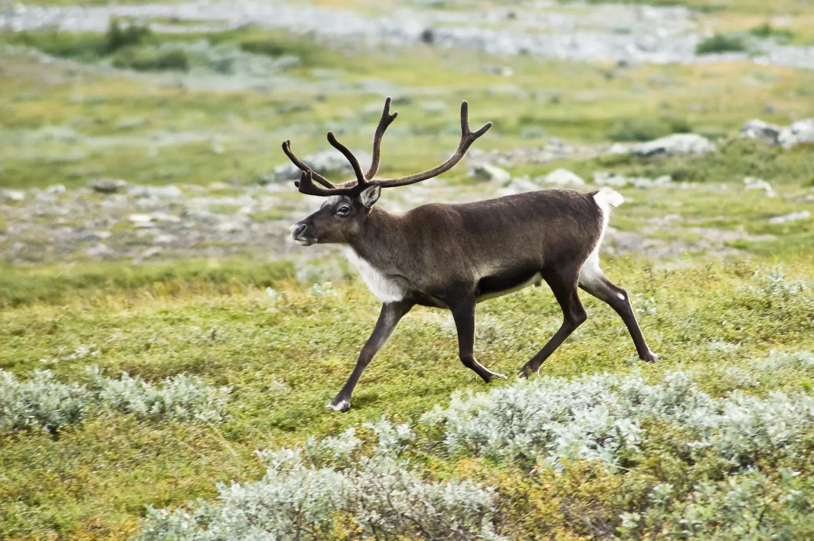 #7 - Reindeer Are Ice Age Survivors Hiding in Plain Sight (self-made (https://www.alexbuisse.com/), CC BY-SA 3.0)