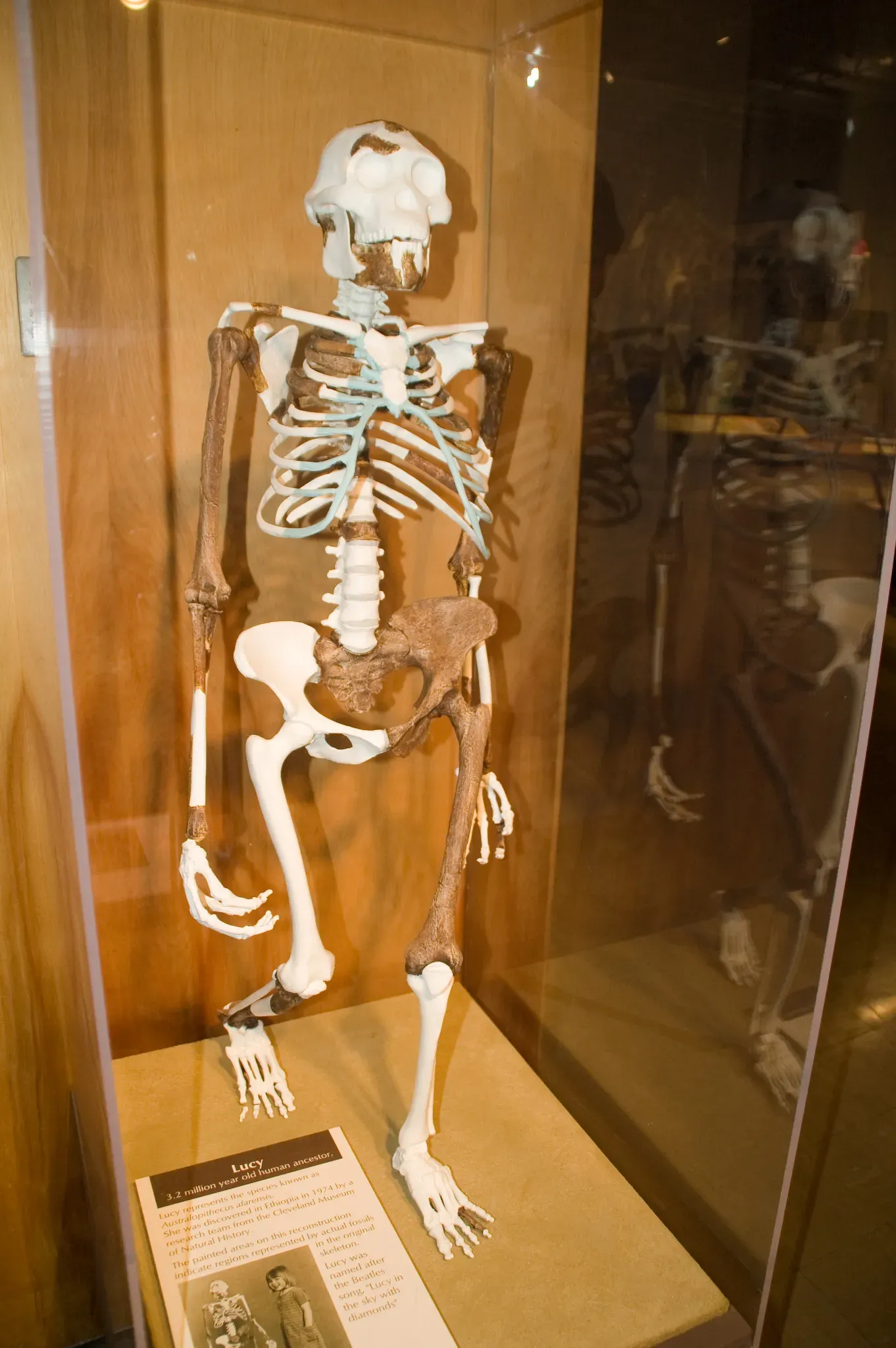 1. Lucy: The Tiny Hominin Who Reframed Human Origins (Lucy, CC BY-SA 2.0)
