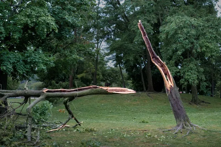 #2: Tree Damage and the Direction of Breaks (Image Credits: Pexels)
