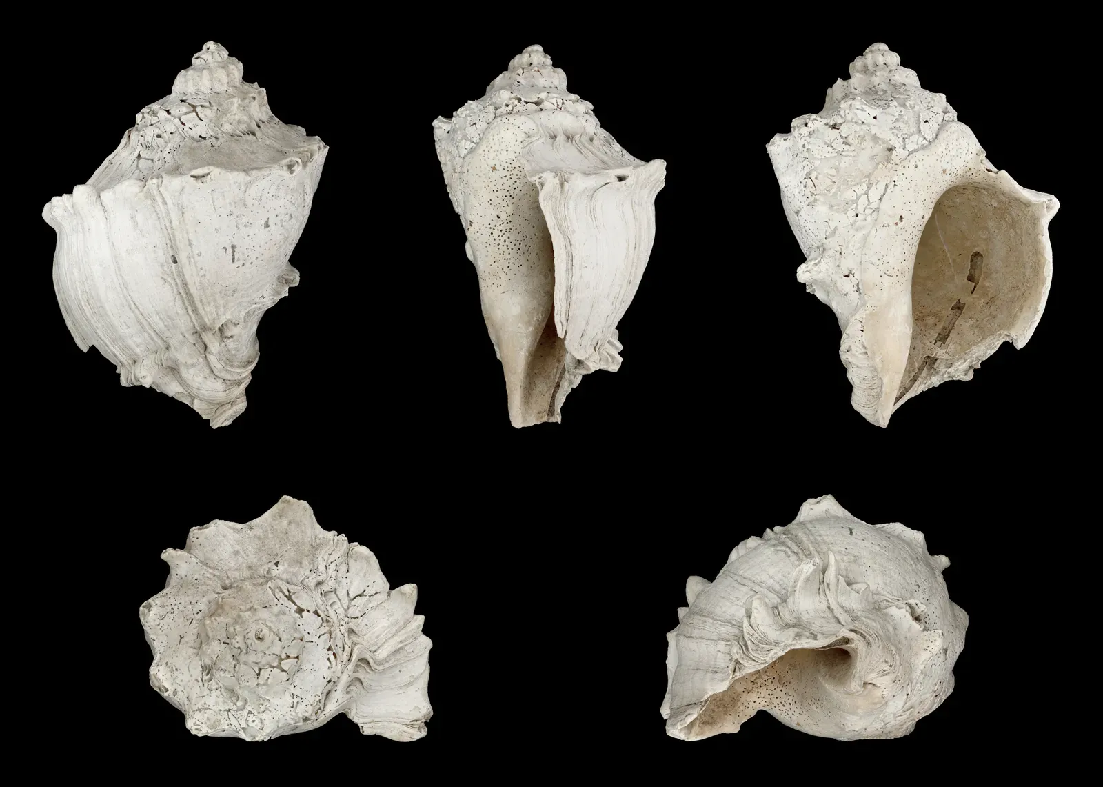 Punctuated Equilibrium: Evolution Does Not Always Creep Slowly (By H. Zell, CC BY-SA 3.0)