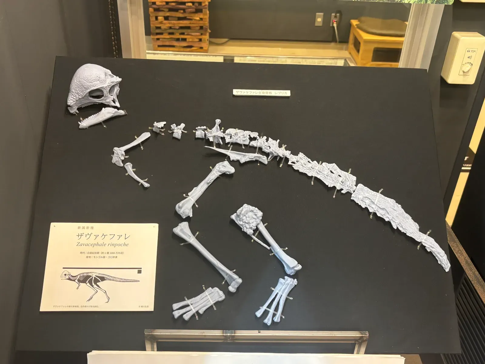 Zavacephale: The Dome-Headed Dinosaur Reshaping Understanding of Pachycephalosaur Origins (Image Credits: Wikimedia)