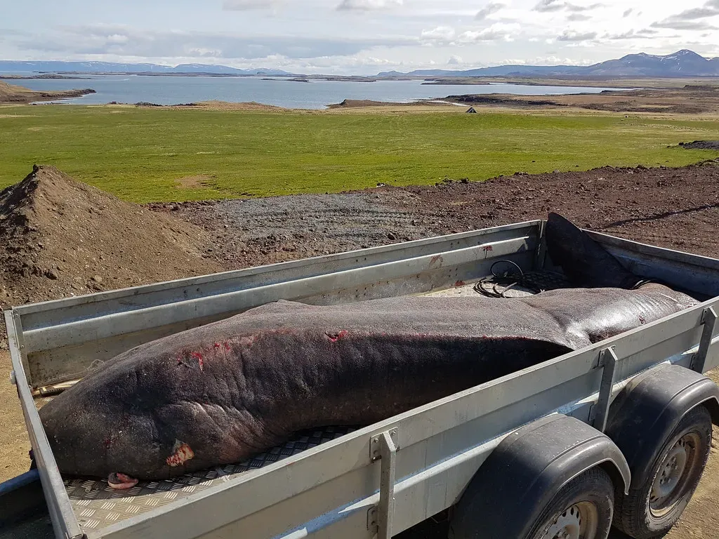 Most Are Partially or Completely Blind Due to Parasites (Image Credits: Flickr)