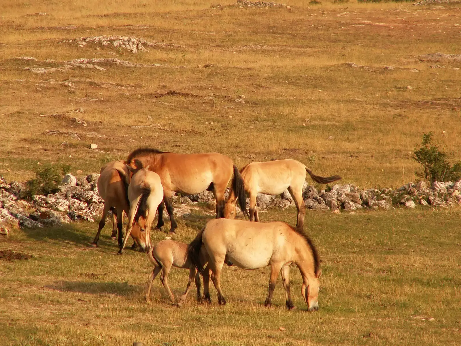 6. Wild horses in Eurasia – Ice Age icons into recorded history (Interlingua wikipedia, CC BY-SA 3.0)