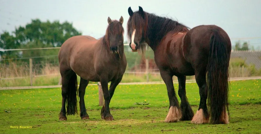 The Big Return: European Horses and a Native Comeback (Image Credits: Flickr)