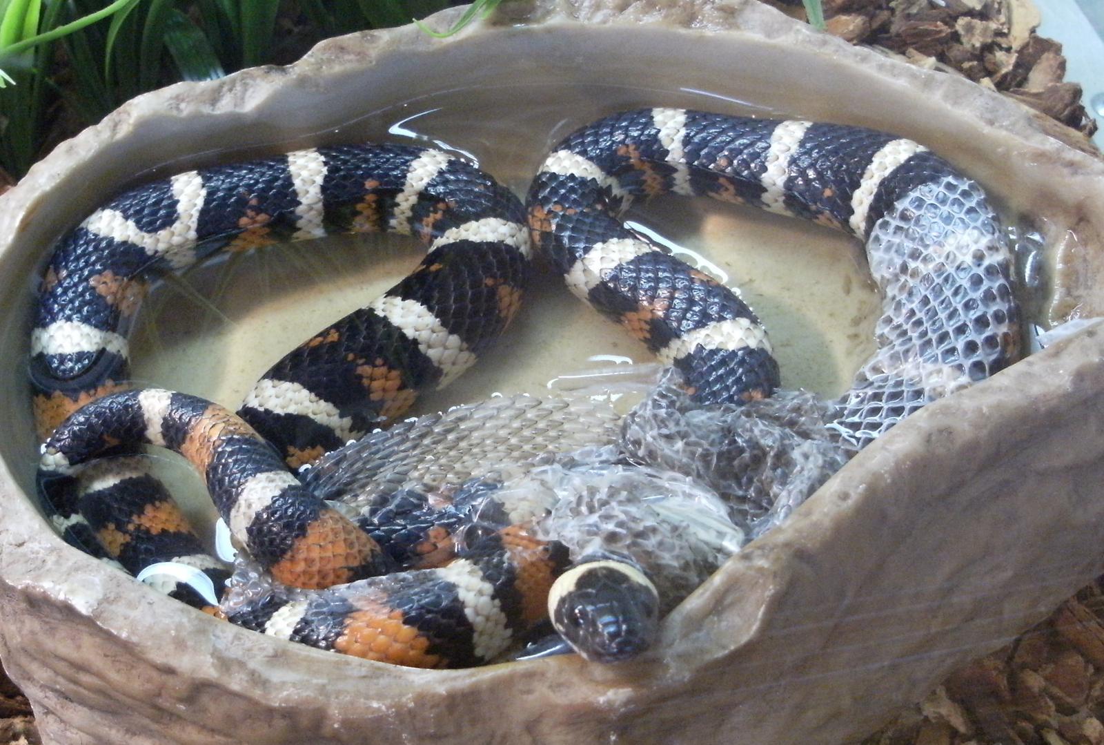 Embrace Transformation Like the Snake (Image Credits: Wikimedia)