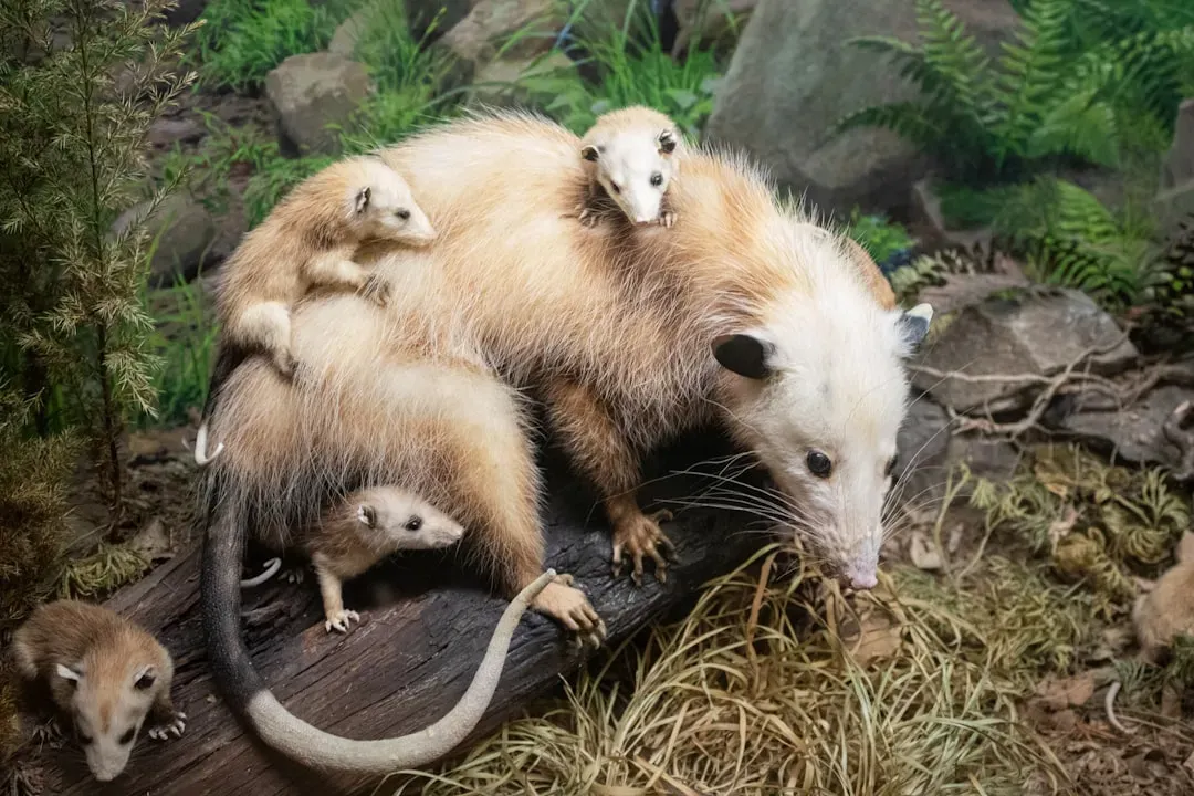 Mass Extinctions, Empty Niches, and How Mammals (and You) Took Over (Image Credits: Unsplash)