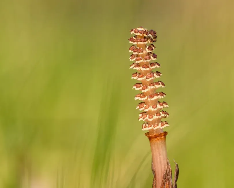 Ferns and Horsetails: The Green Carpet Beneath Dinosaur Feet (Image Credits: Pexels)