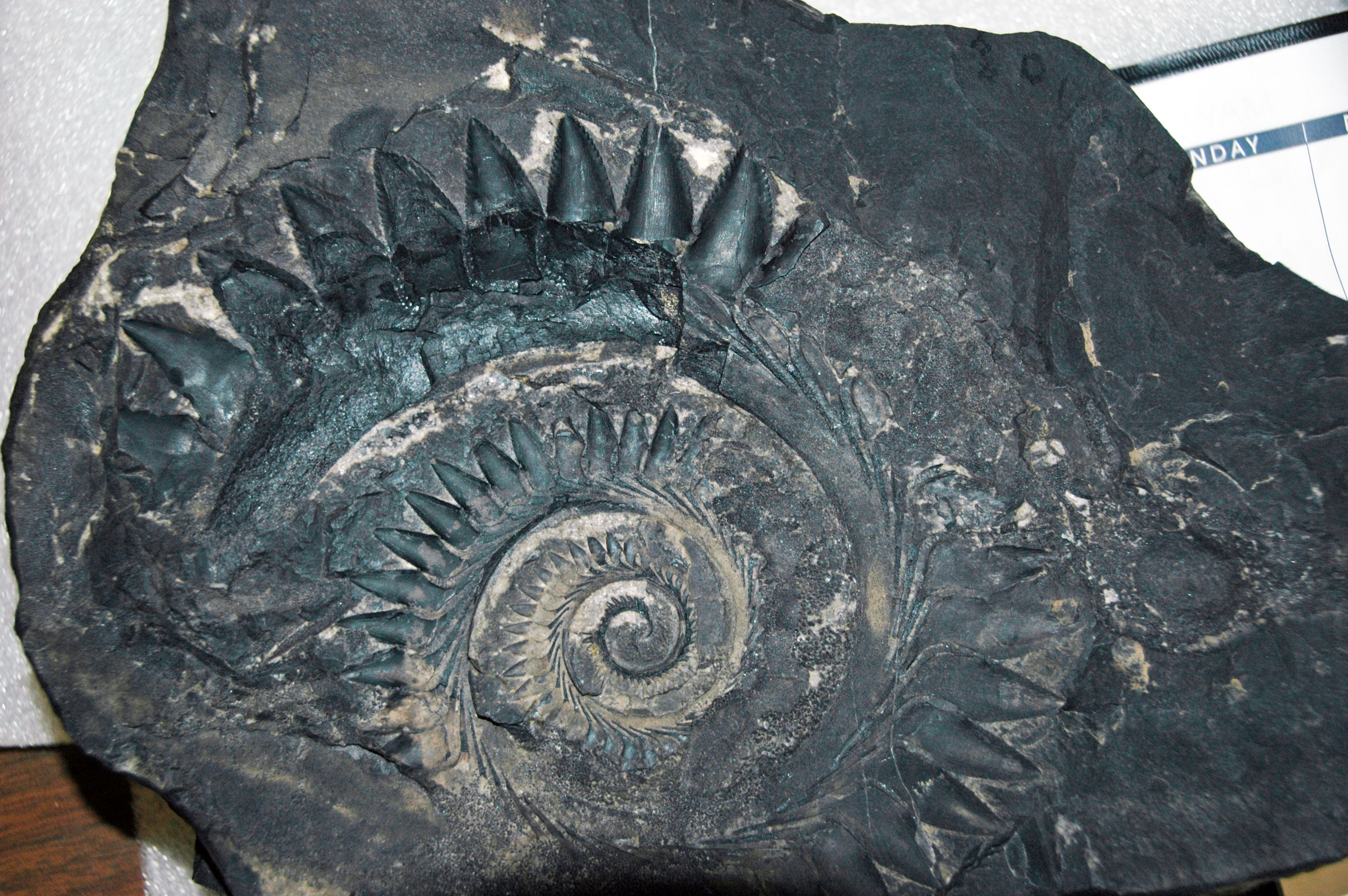 The Great Permian Extinction: When the Monsters Died (Image Credits: Wikimedia)