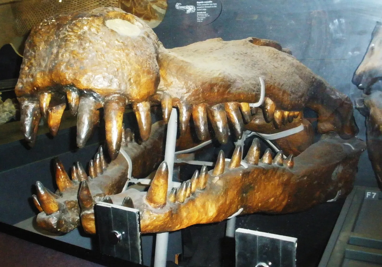 Teeth Like Bananas and Jaws Built to Crush (Image Credits: Wikimedia)