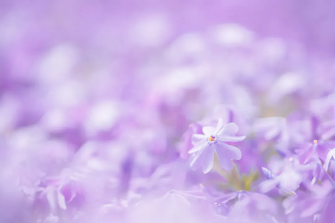 February: Sheer Lilac and Expansive Connection (Image Credits: Unsplash)