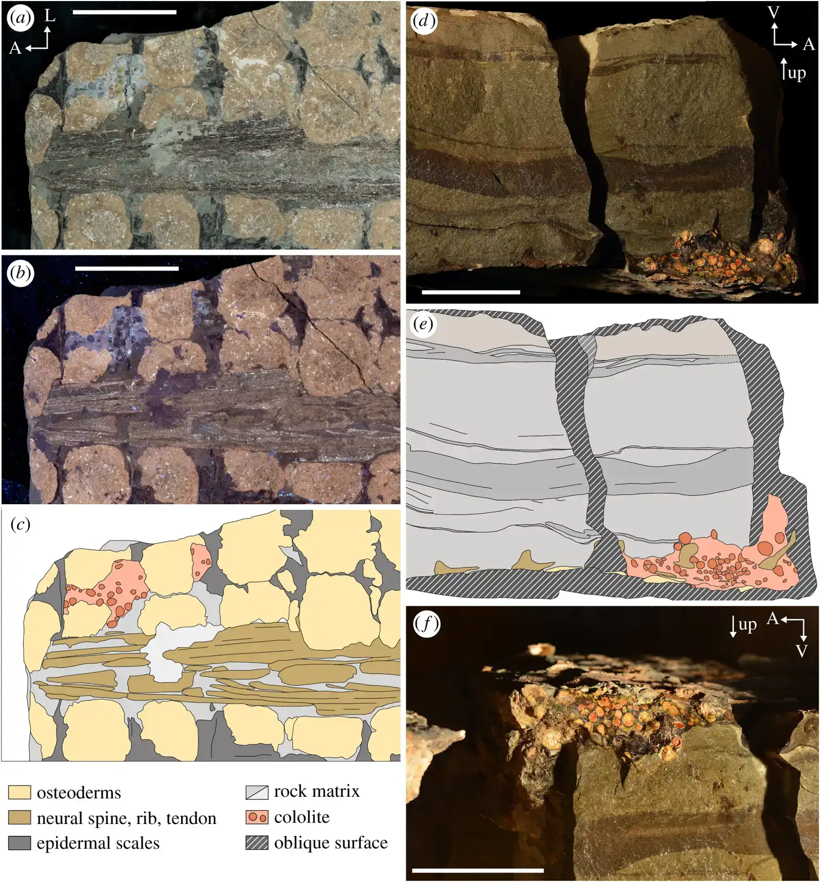 A window into dinosaur digestion and physiology ((2020). "Dietary palaeoecology of an Early Cretaceous armoured dinosaur (Ornithischia; Nodosauridae) based on floral analysis of stomach contents". Royal Society 7 (6): 200305. DOI:10.1098/rsos.200305. ISSN 20545703., CC BY 4.0)