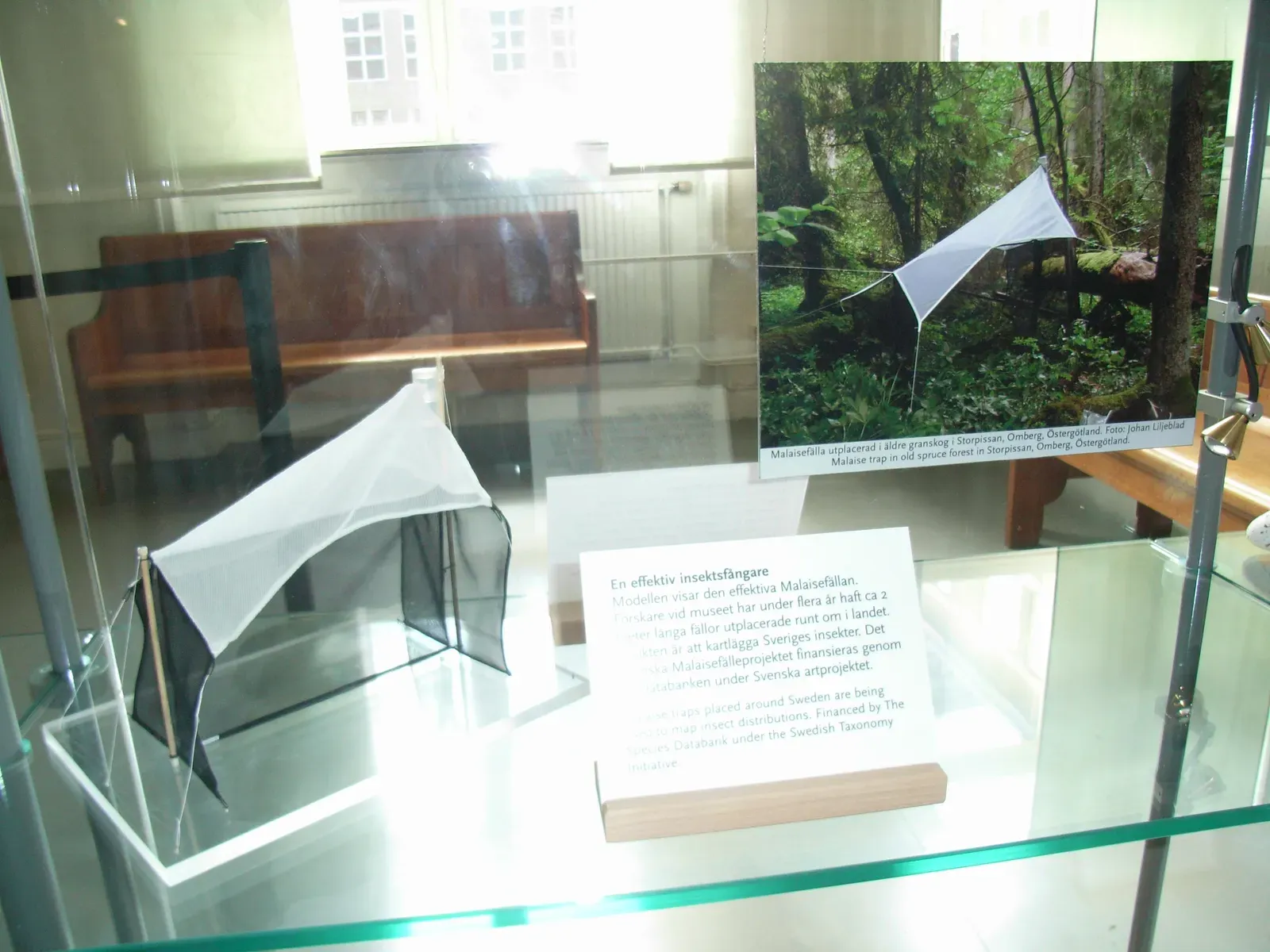 #14 - Malaise-Trap Insects Sorted Only to "Unknown" (By Notafly, CC BY-SA 3.0)