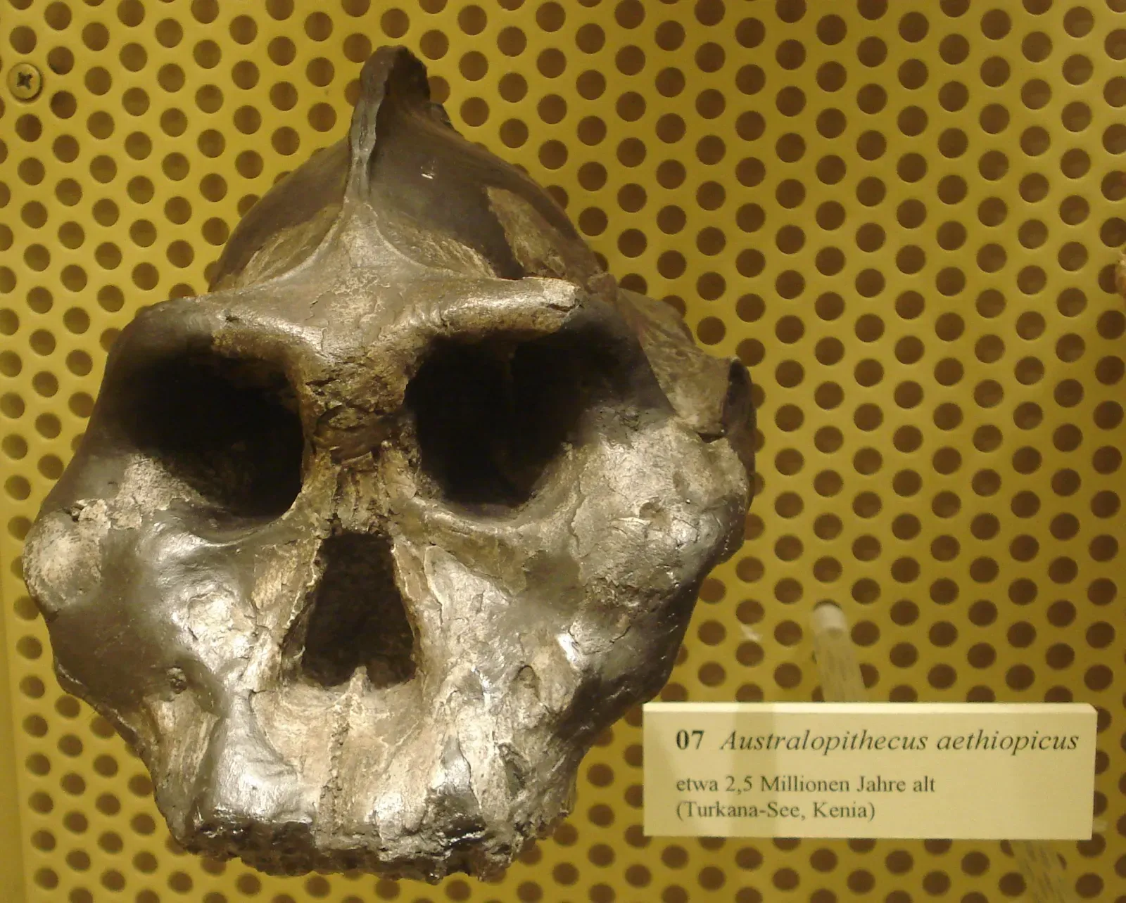 #12 - Paranthropus aethiopicus Might Not Even Belong in Its Own Genus (By Ghedoghedo, CC BY-SA 3.0)