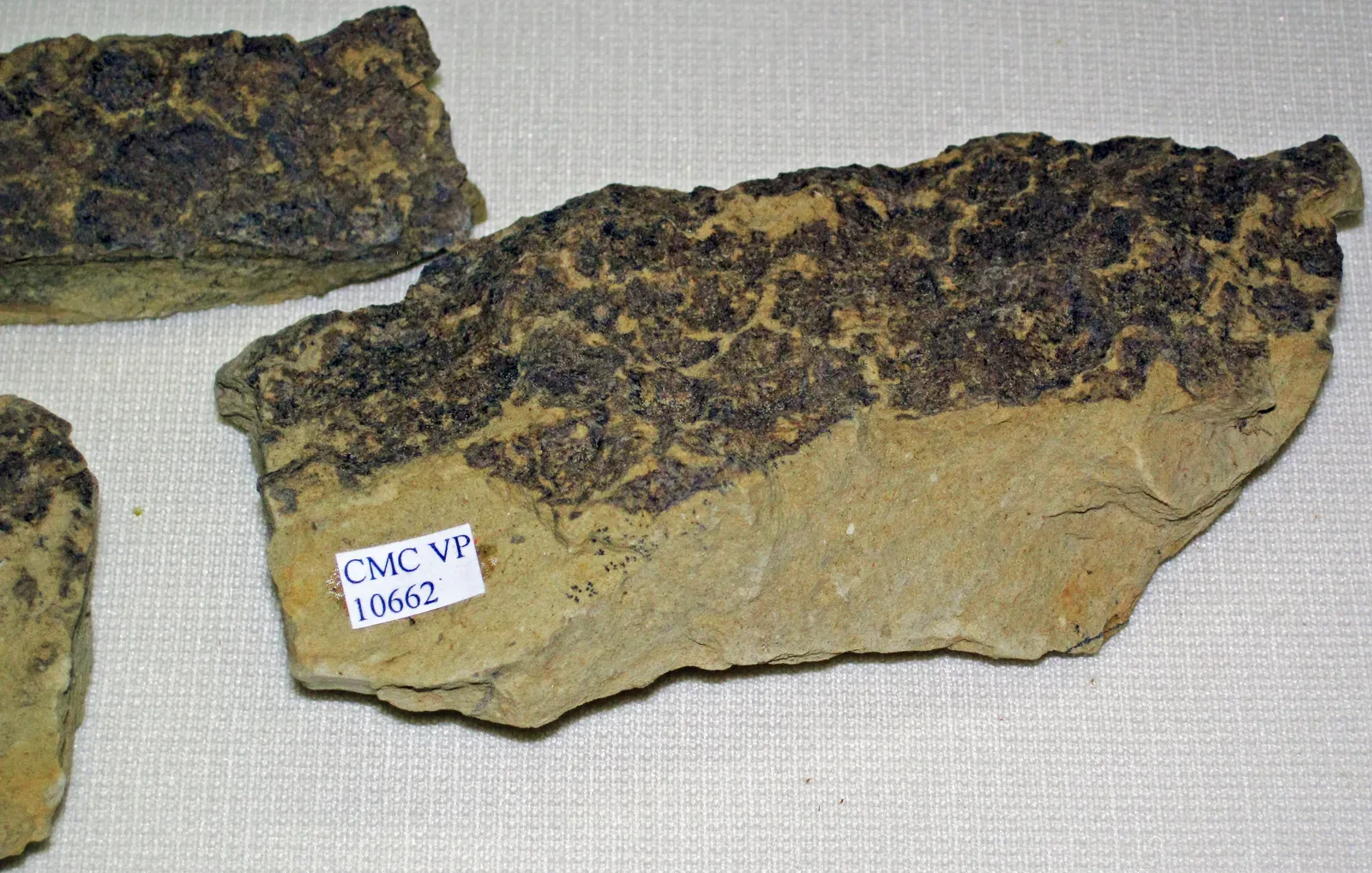 Sauropod Skin Preserved Color-Carrying Structures (Image Credits: Wikimedia)