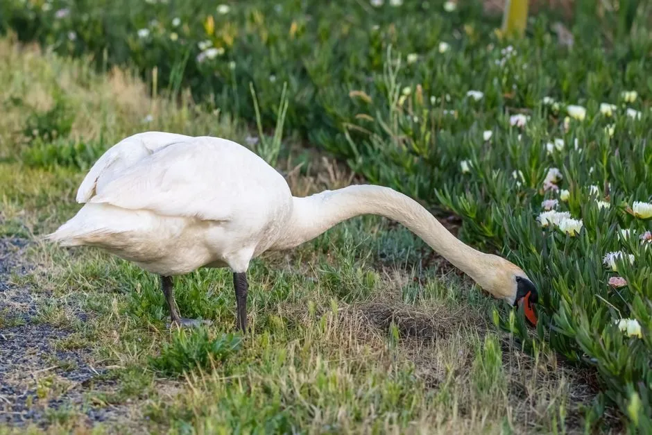 Necks Are Built for Range, Not Just for Height (Image Credits: Pexels)