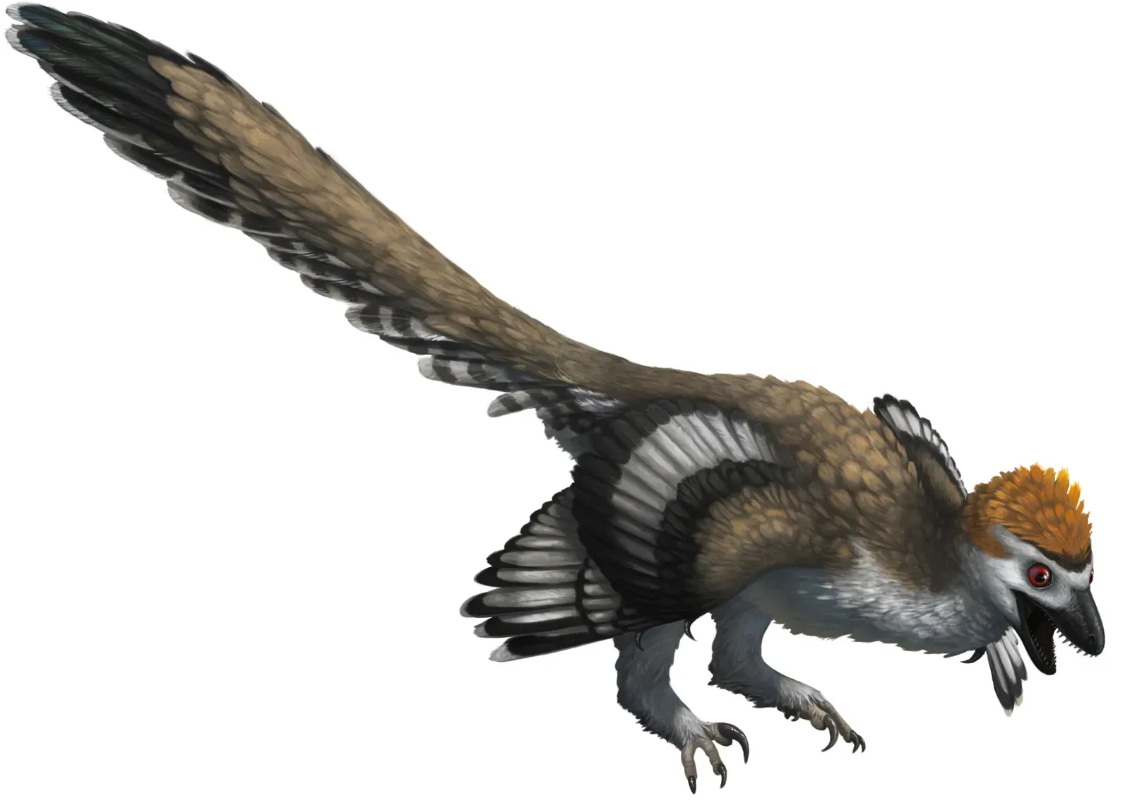 8. Dinosaurs with Wings Too Big to Fly (On Purpose) (By Emily Willoughby, CC BY-SA 4.0)