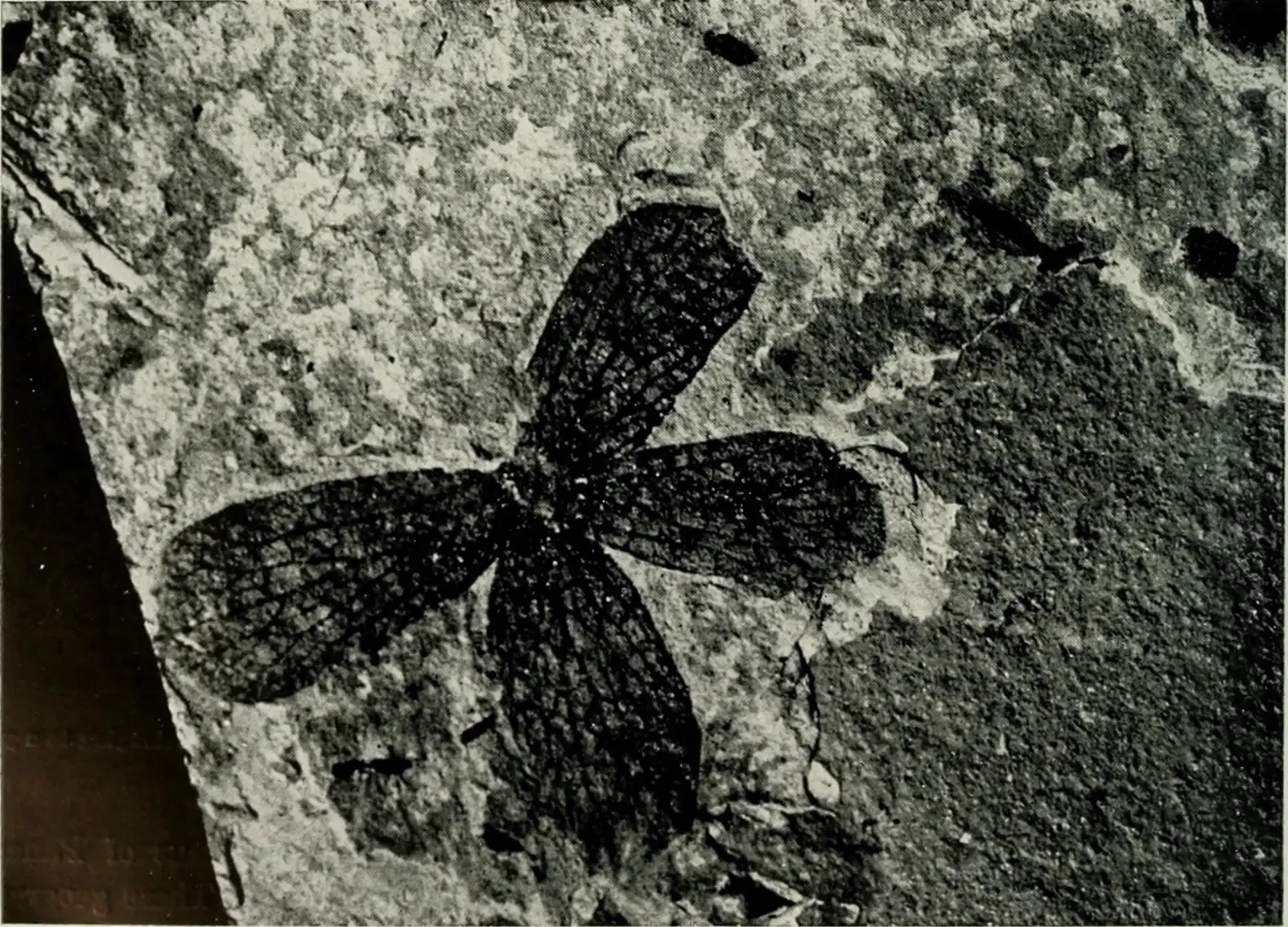 #6 - The Butterfly Fossil That Sat Silent For Decades (By Internet Archive Book Images, No restrictions)
