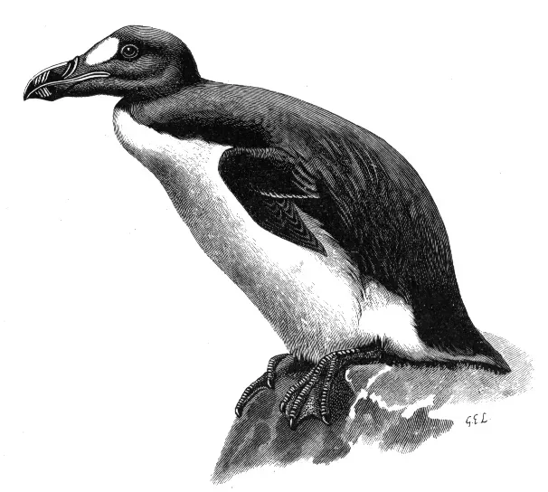 #12 - The Great Auk: The "Penguin of the North" Hunted for Feathers (Birds (The Cambridge Natural History), New York, London, MacMillan, Public domain)