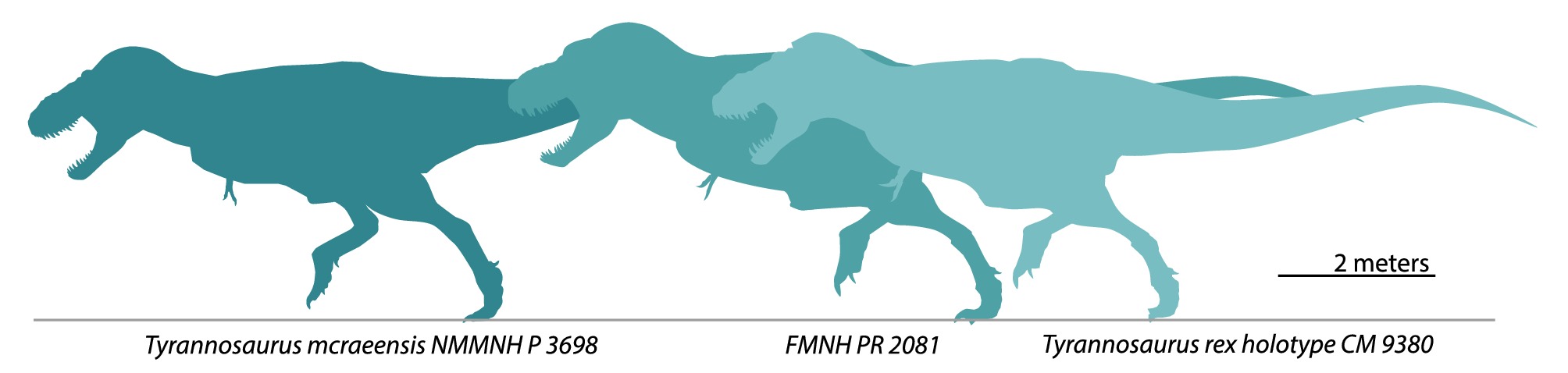 Tyrannosaurus mcraeensis: A New King of the Lizards (Image Credits: Wikimedia)