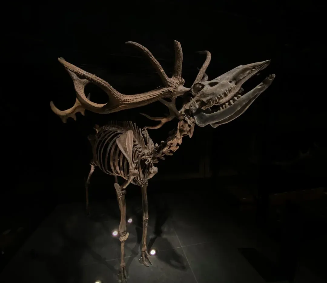 #9 - The Moose That Dwarfed Modern Bulls (Image Credits: Unsplash)