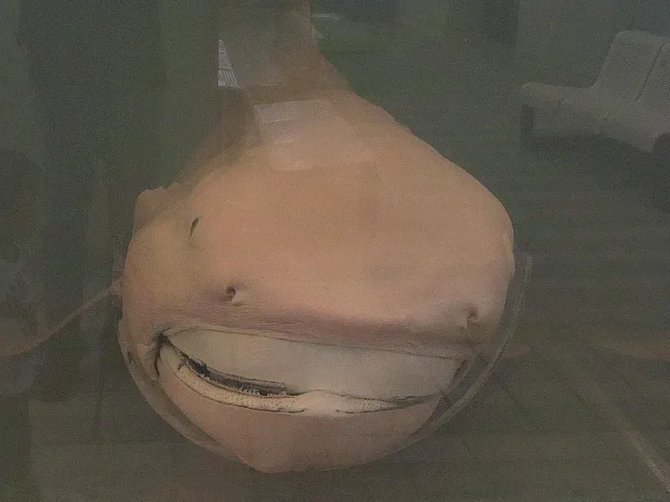 Their Habitat Ranges from Shallow Arctic Waters to Extreme Depths (Image Credits: Wikimedia)