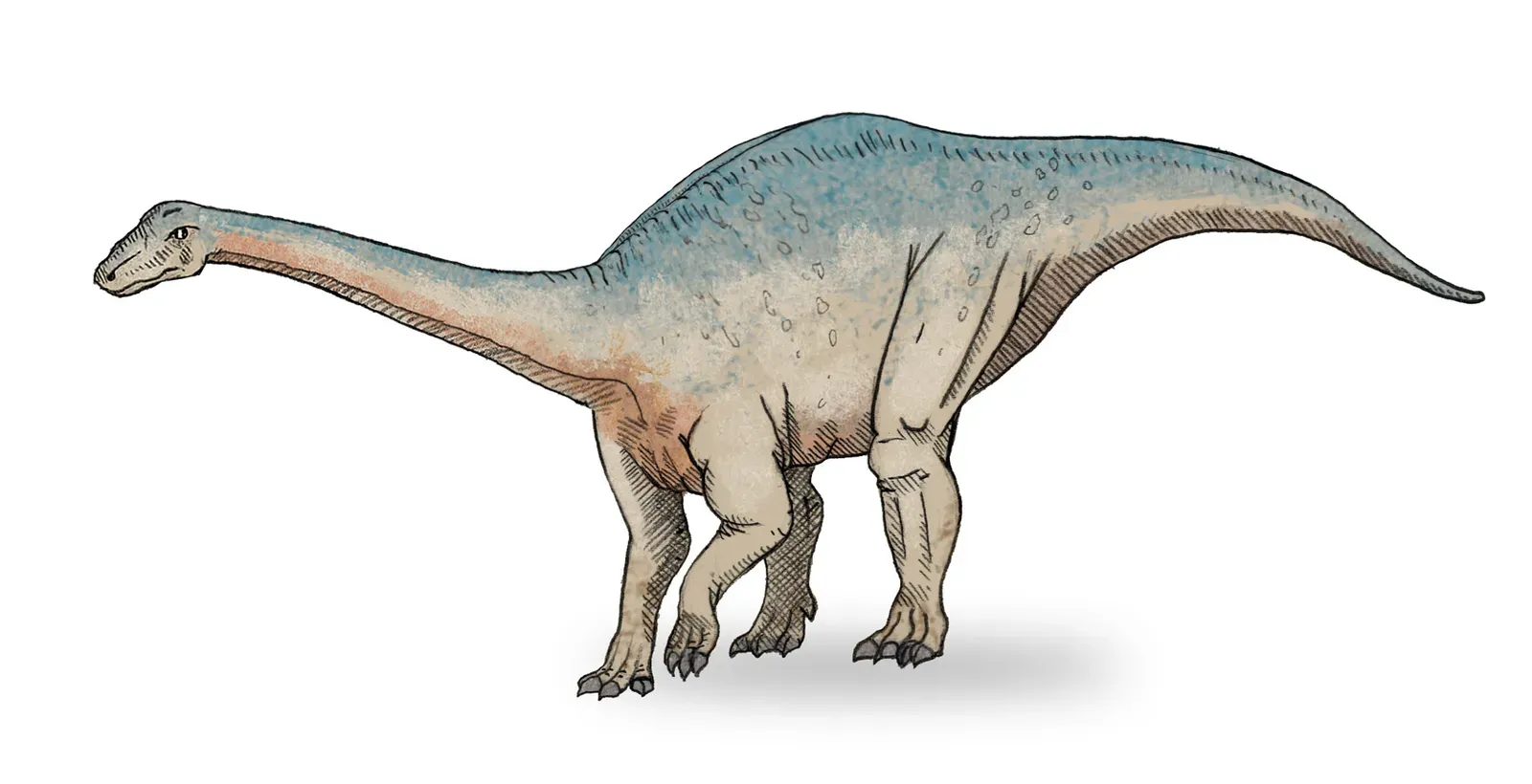 8. Riojasaurus - Argentina's Early Giant (Image Credits: Wikimedia)